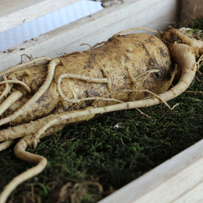 【大隐之选】长白山 鲜人参 50g*2颗  自然色  