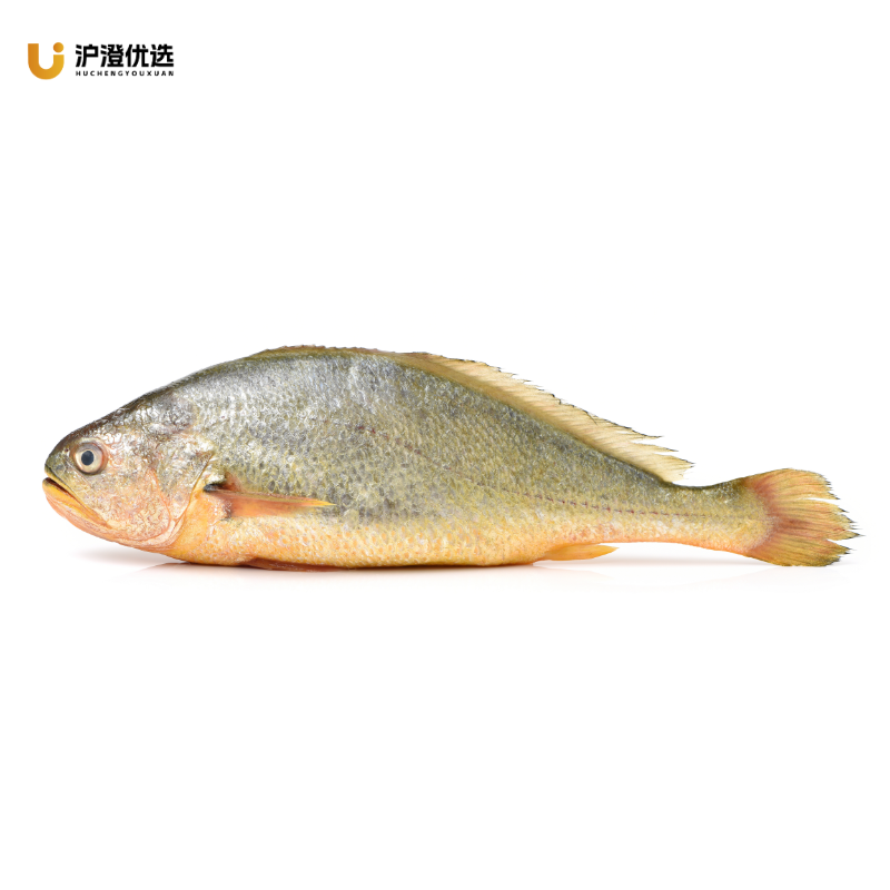 沪澄优选 黄花鱼三条组合装 400-500g/条*3条 深水养殖 黄色（单位：组）